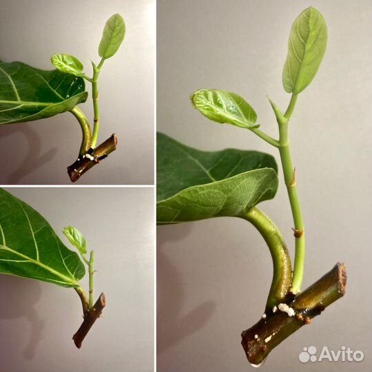 Фикус Лирата Колумнарис Бамбино Шривериана