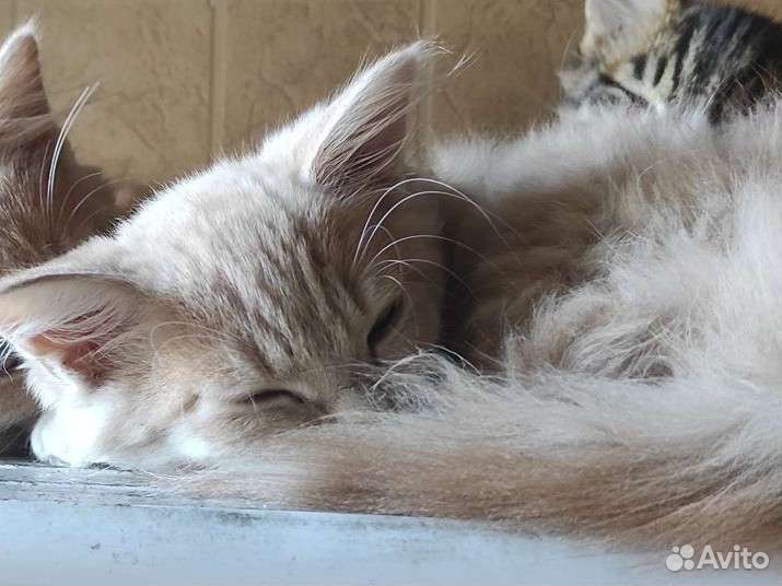 Котик в добрые руки