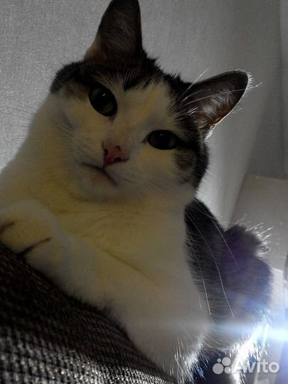 Пристрою кошку