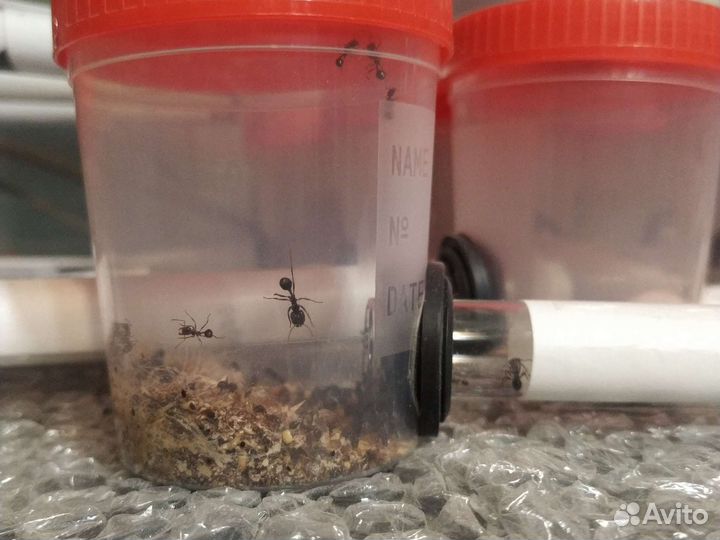 Муравьиная ферма с муравьями