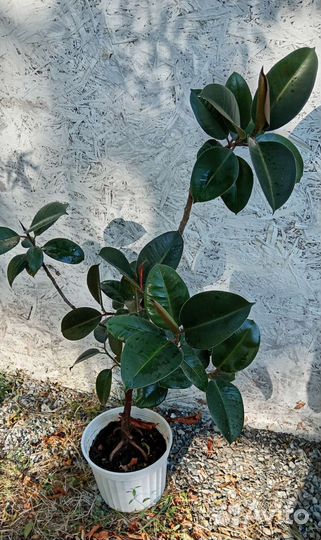 Фикус и драцена