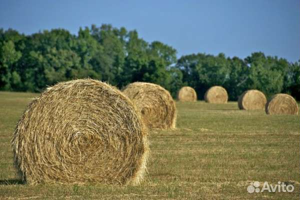 Продам сено в рулонах