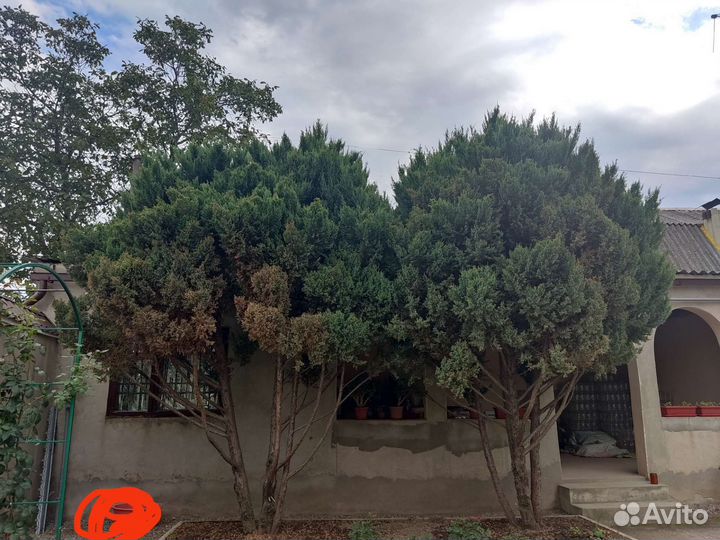 Можжевельник