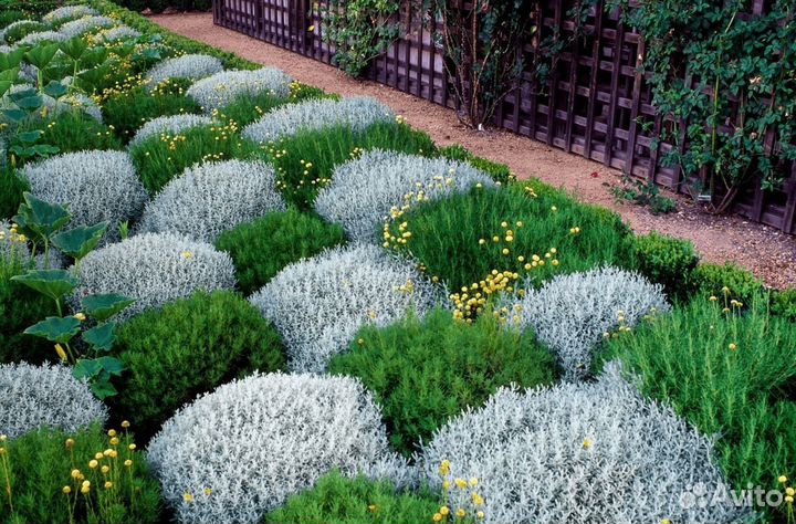 Саженцы Сантолина серебряная зеленая 30см доставка