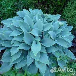 Революшн,Сорбет, Стилетто, Красный октябрь