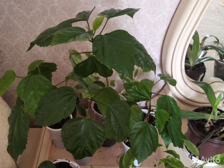 Комнатные цветы