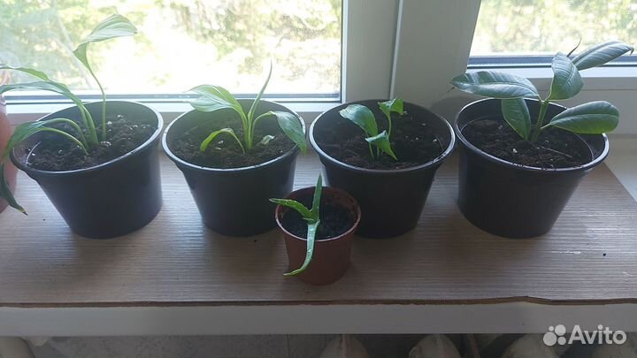 Продаю цветы