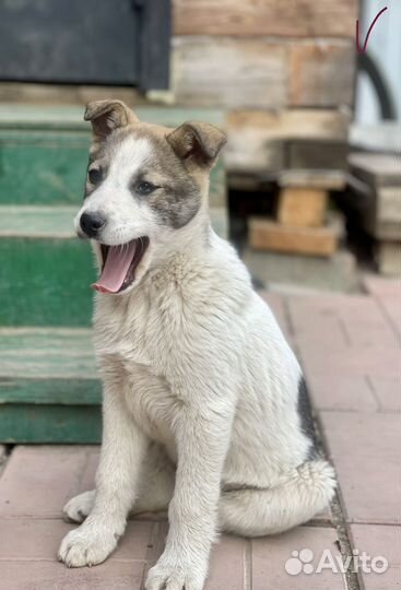 Щенок в беде