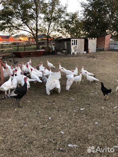 Индюки )индюшата