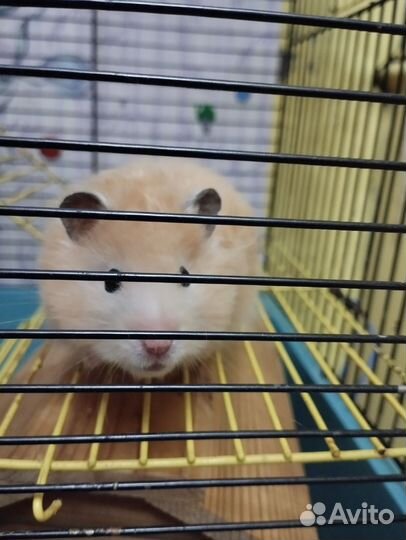 Сирийский хомяк бесплатно