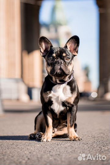 Вязка французский бульдог