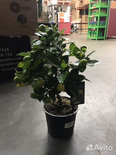 Цитрофортунелла Микрокарпа