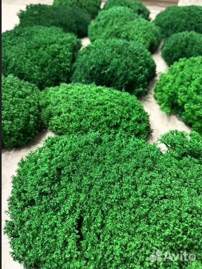 Премиальные кочки королевского мха мох для декора