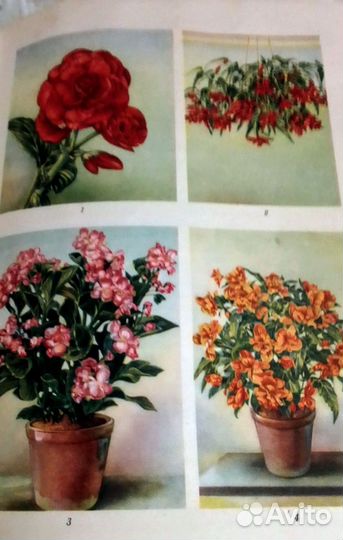 Редкая ретро- книга 1949 год. Цветоводство