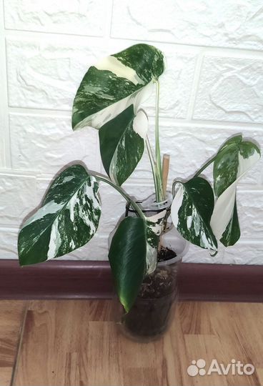 Монстера alba