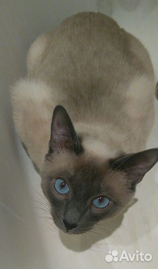 Кот тайский (сиамский) для вязки
