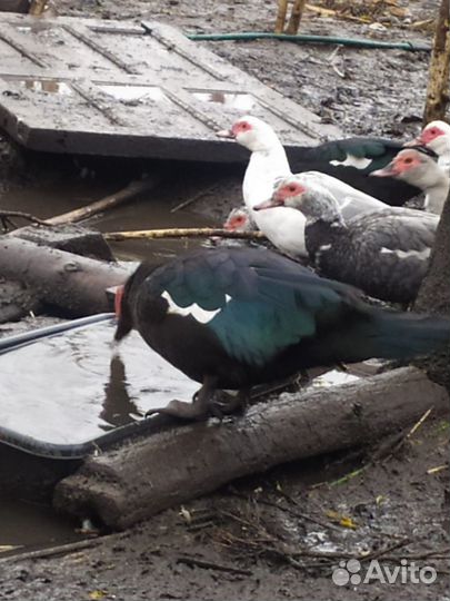 Индоутки тяжёлая линия