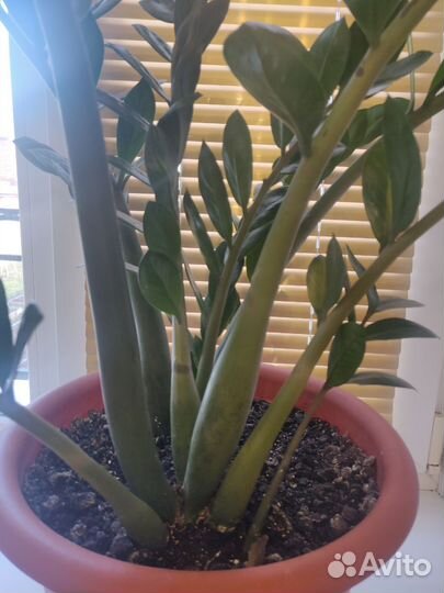 Замиокулькас