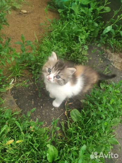 Кошечка 2 месяца