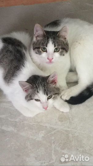Кошка стерилизованная