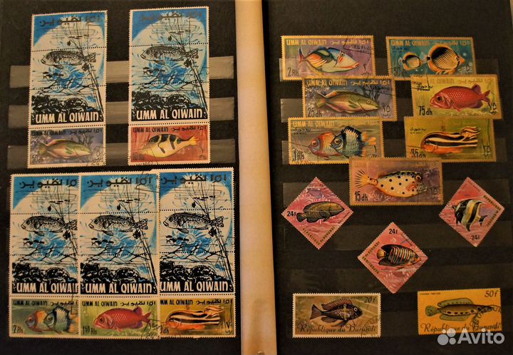 Морская фауна