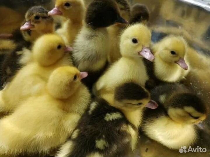 Индоутята суточные