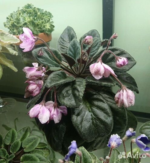 Фиалка Pink tulip, японская селекция