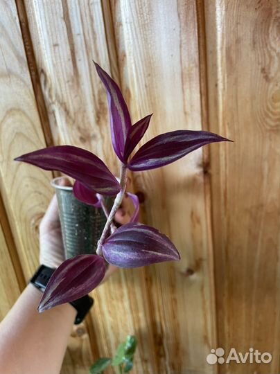 Традесканция зебрина