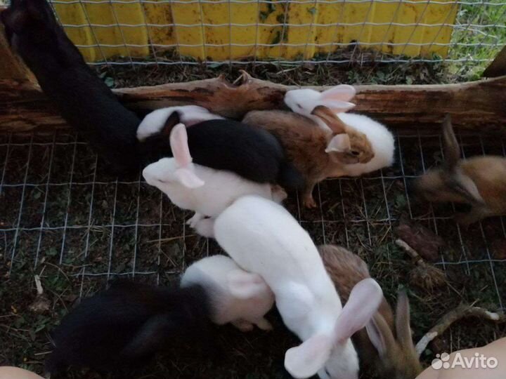 Кролики мясных пород