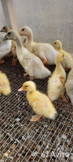 Утки,утята цыплята, гусята