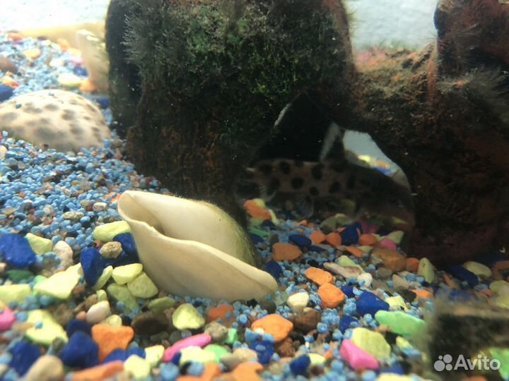 Аквариум aquael 55-60 литров с рыбками