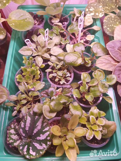 Фиалки детки