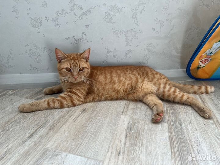 Кот в добрые руки