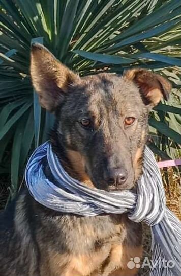 Верный пёс Хатик