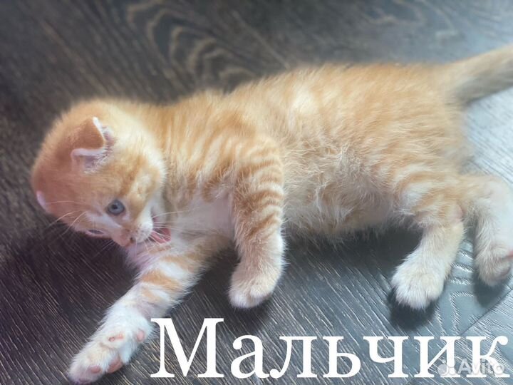 Британские котята