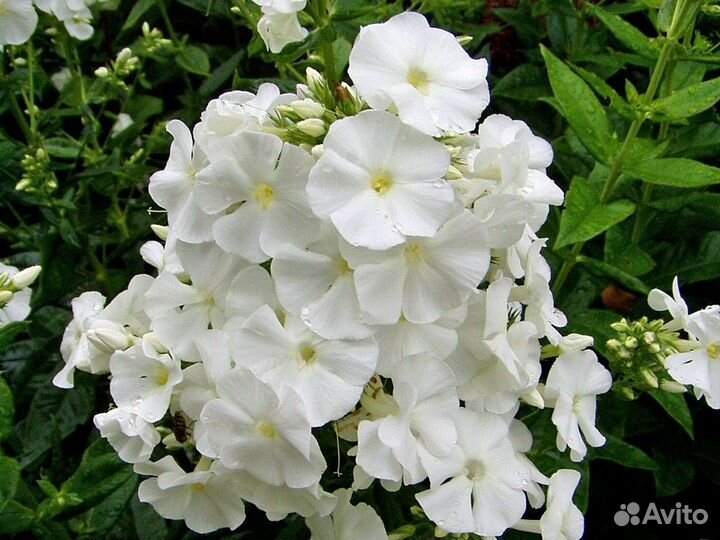 Флоксы сортовые многолетние