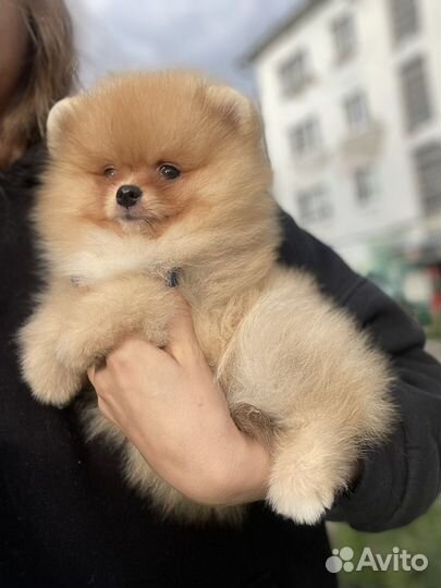 Померанский шпиц щенок мальчик