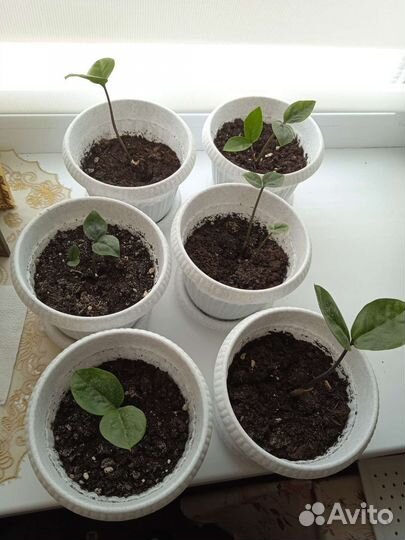 Замиокулькас