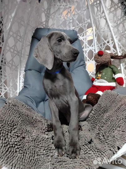 Щенки Голубого Веймаранера