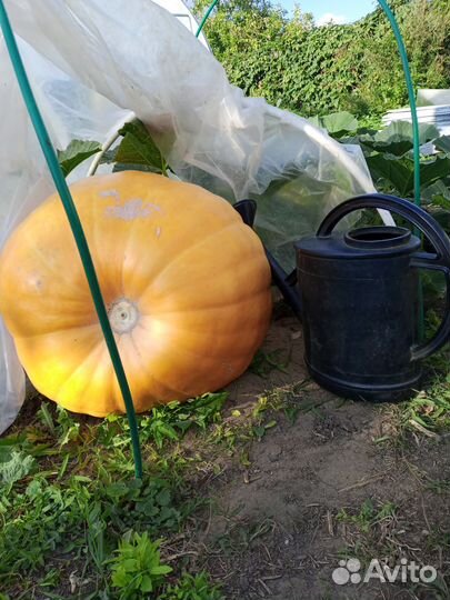 Семена тыквы Атлантик гигант