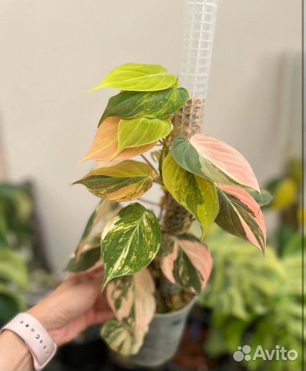 Обмен цветами