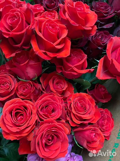 Розы Эквадор опт. от 500 шт. предзаказ с плантации