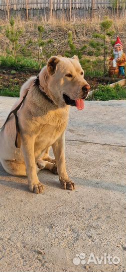 Вязка Алабай