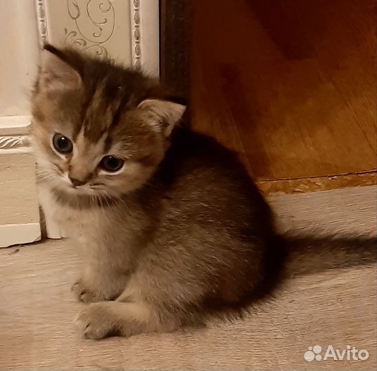 Британская