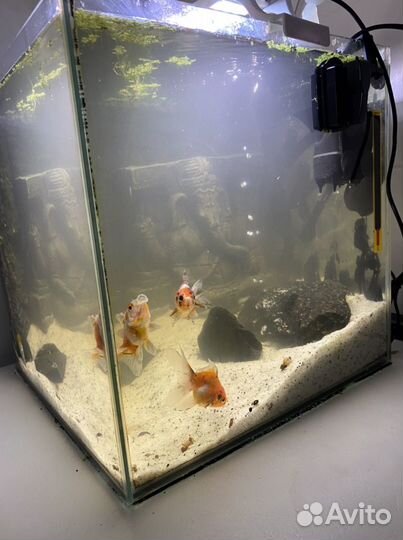 Дизайн аквариумов