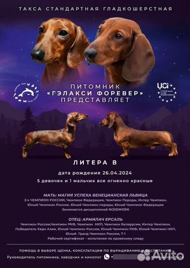 Щенки таксы стандарт гладкошерстные