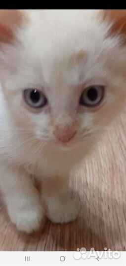 Кошка ангорская