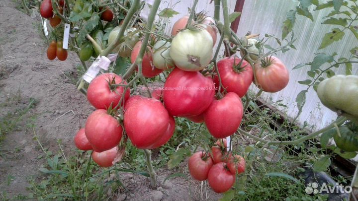 Семена коллекционных сортов томатов и перцев