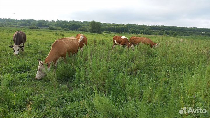 Продаются первотелки