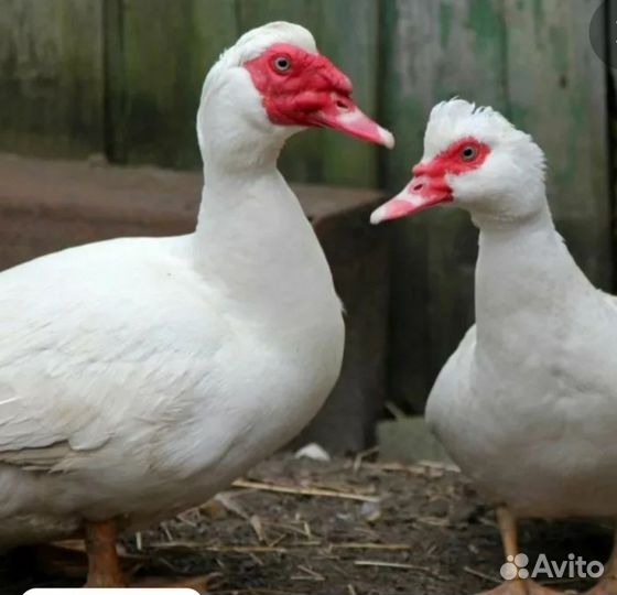 Мускусные утки